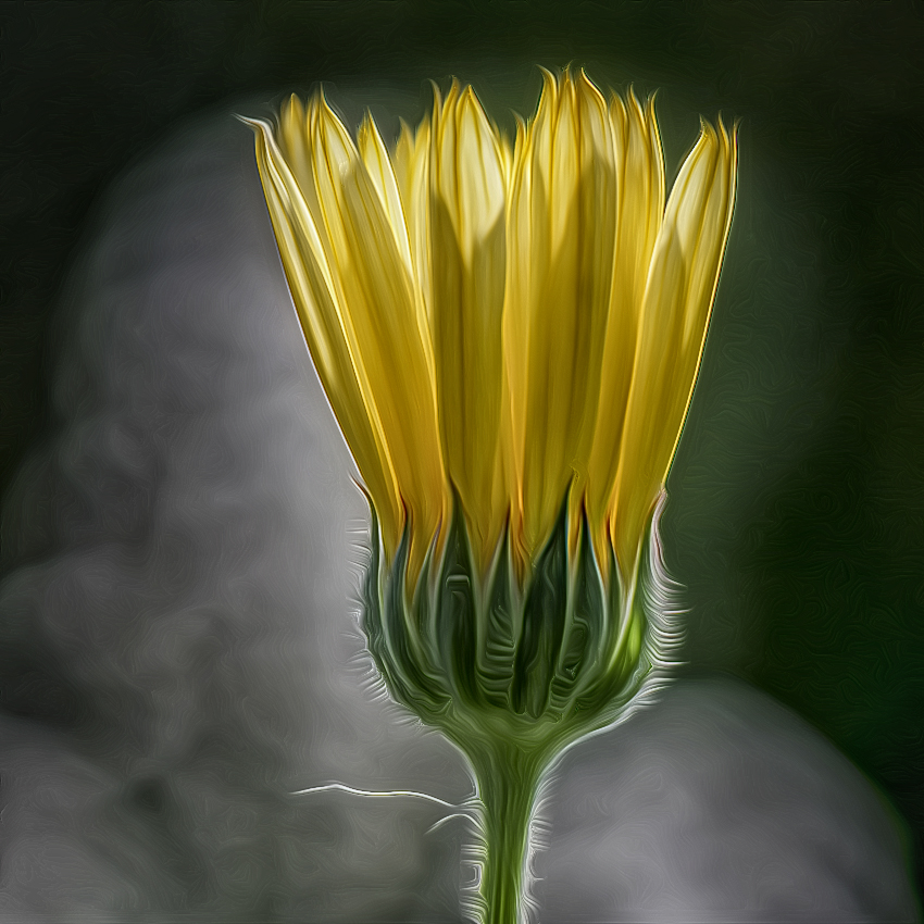 Blume SAM_2634 als Smartobjekt-1 kopieren als Smartobjekt-1 kopieren.jpg